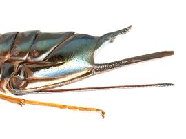   Sirex nitidus  female ovipositor; photo by H. Goulet, CNC 
